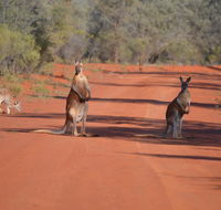 Gundabooka National Park Cottages - Tourism Cairns
