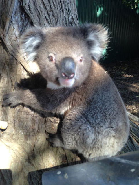 Harmony At Tower Hill - Tourism Cairns 2