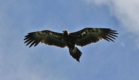 Highwood Park B&B Guest Lodge - Tourism Cairns 3