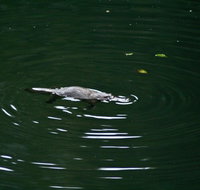 Kaalba - Tourism Cairns
