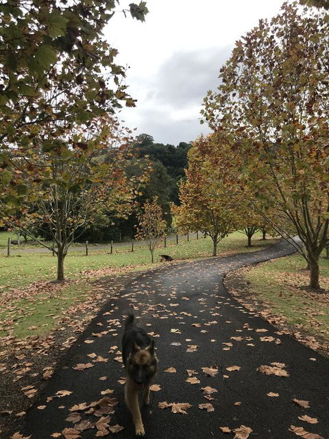 King Ludwigs Cottage - Tourism Cairns 1