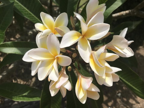 King Ludwigs Cottage - Tourism Cairns 3