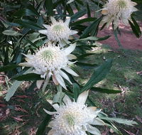 Lyrebird Gully Retreat - Tourism Cairns