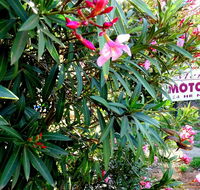 Mercury motor inn - Tourism Cairns