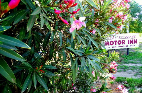 Mercury Motor Inn - Tourism Cairns 0