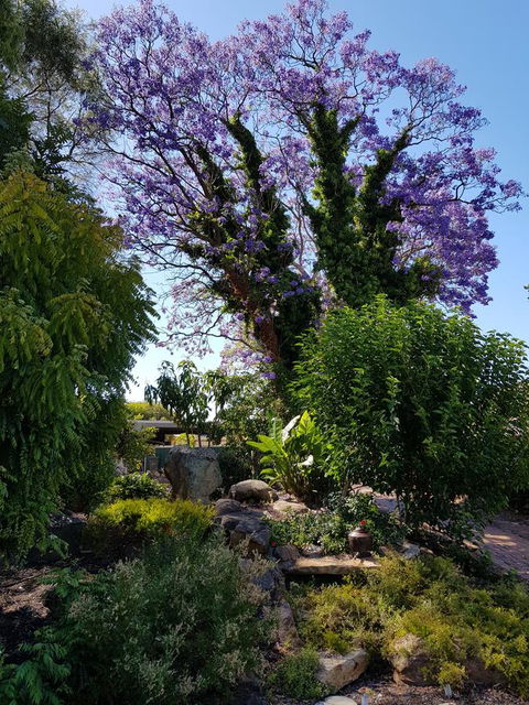 Jacaranda Hideaway Bed & Breakfast - Tourism Cairns 10
