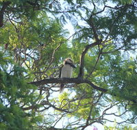 Jacaranda Hideaway Bed  Breakfast - Tourism Cairns