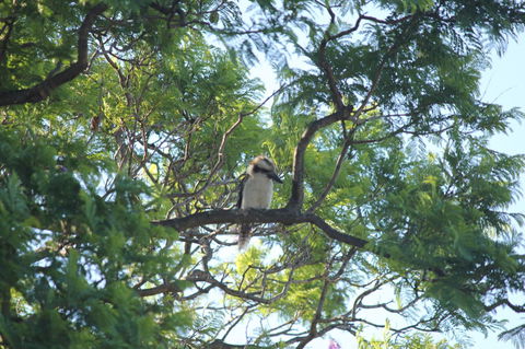 Jacaranda Hideaway Bed & Breakfast - Tourism Cairns 0