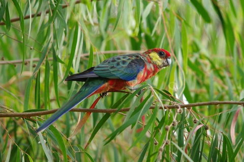 Margaret River Hideaway & Farmstay - Tourism Cairns 20