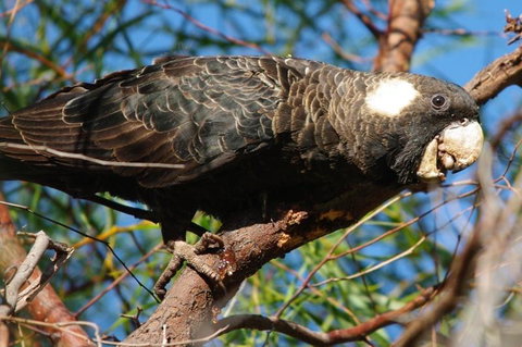 Margaret River Hideaway & Farmstay - Tourism Cairns 22