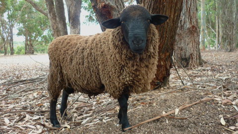 Margaret River Hideaway & Farmstay - Tourism Cairns 27