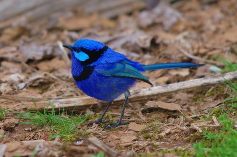 Margaret River Hideaway & Farmstay - Tourism Cairns 25