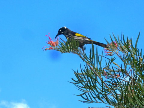 Bridgetown Valley Lodge - Tourism Cairns 42