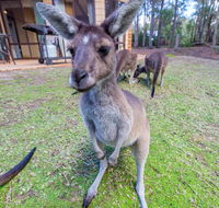 Yelverton Brook Eco Spa Retreat  Conservation Sanctuary - Tourism Cairns