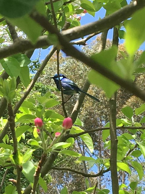Tegwan's Nest Holiday Home - Tourism Cairns 19