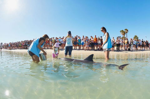 RAC Monkey Mia Dolphin Resort - Tourism Cairns 2