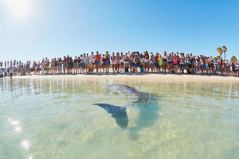 RAC Monkey Mia Dolphin Resort - Tourism Cairns 3