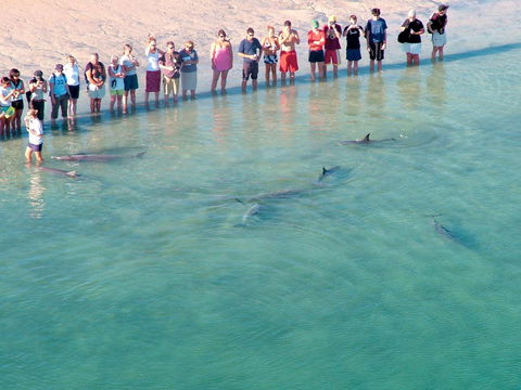 RAC Monkey Mia Dolphin Resort - Tourism Cairns 4