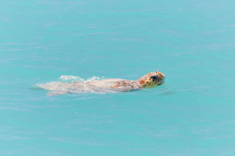 RAC Monkey Mia Dolphin Resort - Tourism Cairns 20