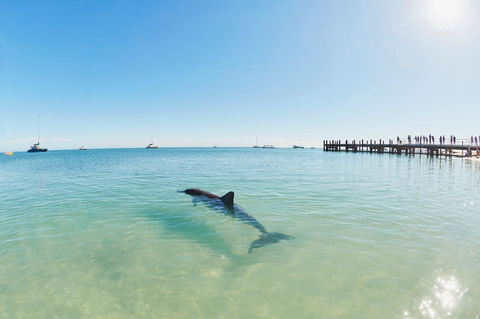 RAC Monkey Mia Dolphin Resort - Tourism Cairns 1