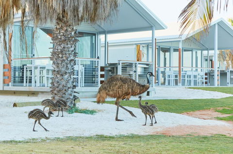 RAC Monkey Mia Dolphin Resort - Tourism Cairns 15