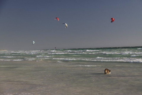 Dongara Tourist Park - Tourism Cairns 33