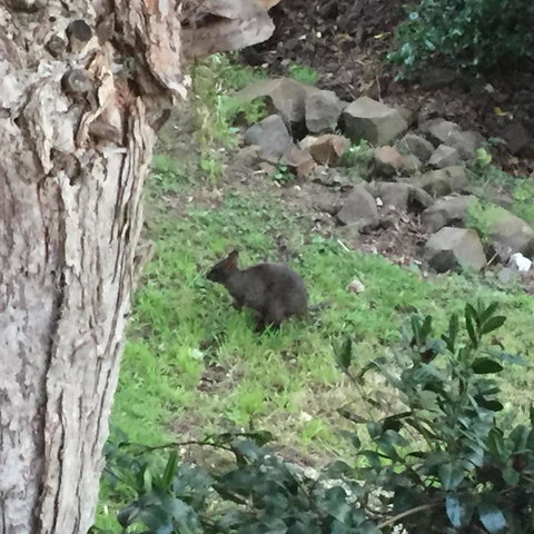 Amble\'a\'While On Tamar - Tourism Cairns 24