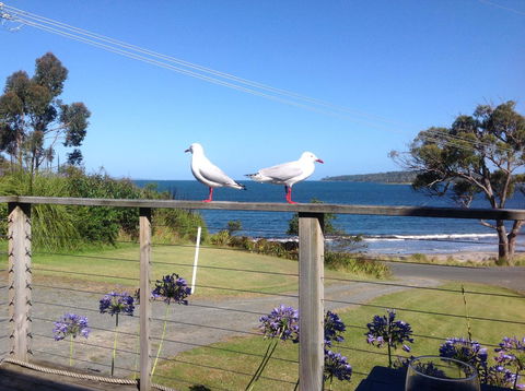 Summertime Cottage - Tourism Cairns 25