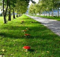 Plovers Ridge Country Retreat - Tourism Cairns