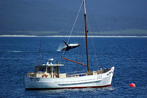 Suntrap Cove Bicheno - Tourism Cairns 27