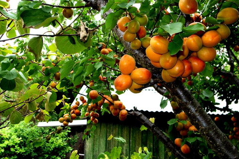Eureka Farm - Tourism Cairns 8