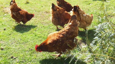Eureka Farm - Tourism Cairns 27