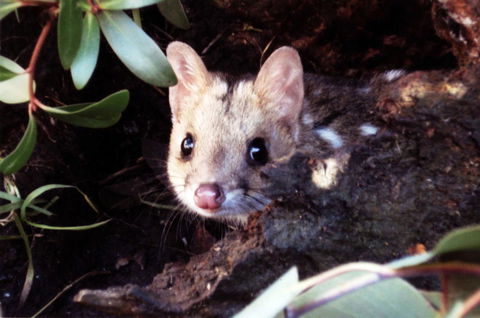 Cradle Mountain Love Shack - Tourism Cairns 16