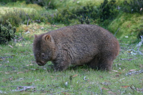 Cradle Mountain Love Shack - Tourism Cairns 27