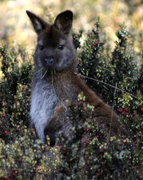 Cradle Mountain Love Shack - Tourism Cairns 21