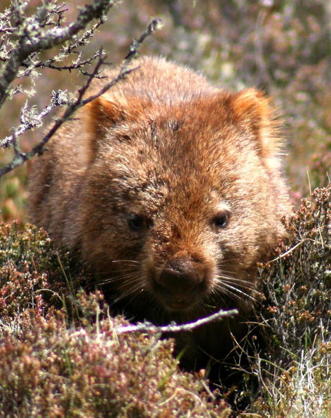 Cradle Mountain Love Shack - Tourism Cairns 24