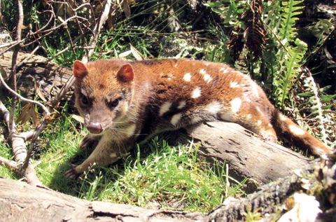 Cradle Mountain Love Shack - Tourism Cairns 15