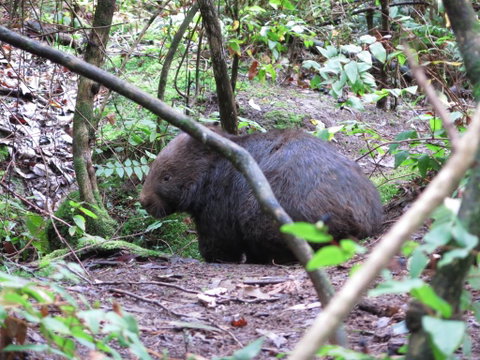 Paradiso Kinglake - Tourism Cairns 2