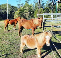 Paskins Farm - Tourism Cairns