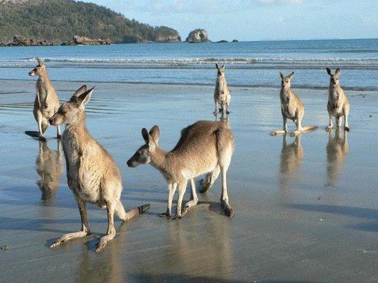 Daydream Island QLD Tourism Cairns