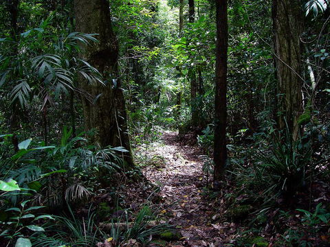 Springbrook Lyrebird Retreat - Tourism Cairns 0