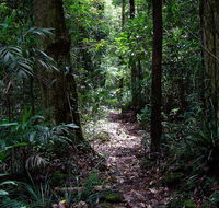 Springbrook Lyrebird Retreat - Tourism Cairns