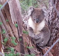 Stringybark Hills Retreat - Tourism Cairns