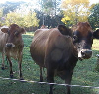 Drumreagh Bed  Breakfast Cabins - Tourism Cairns
