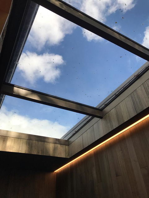 Blue Magnolia - Tourism Cairns 24