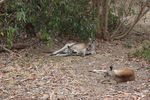 Great Ocean Road Resort - Tourism Cairns 17