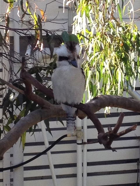 Kookas Retreat - Tourism Cairns 16