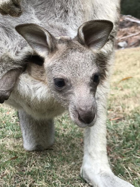 Day Dream Cottage - Tourism Cairns 13