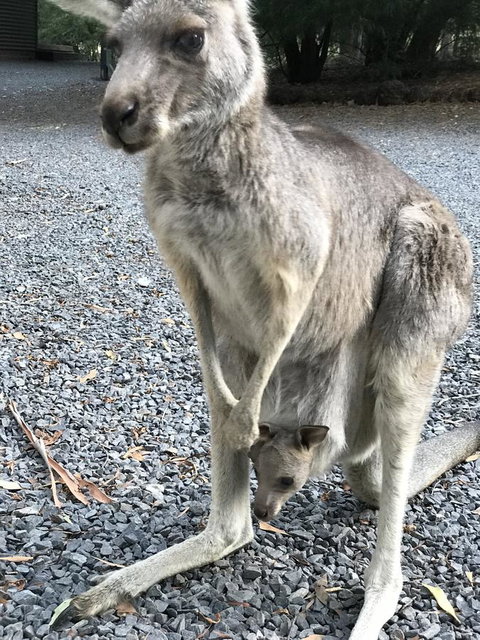 Day Dream Cottage - Tourism Cairns 12
