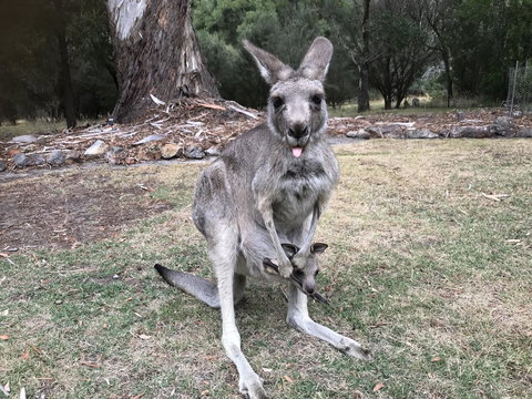 Day Dream Cottage - Tourism Cairns 11